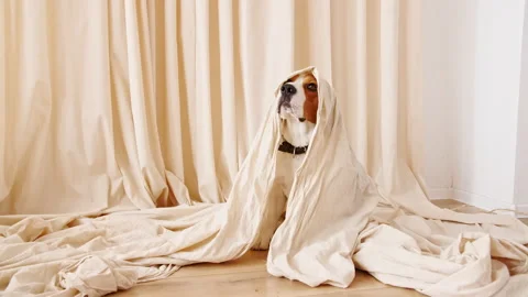Cute cheerful Dog Beagle in ghost costume 库存影片 163206199