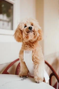Cute, cheerful, ginger Cavapoo or Cockapoo dog sitting at the table. A hybr.. Stock Photos