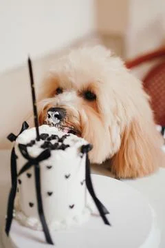 Cute, cheerful, ginger Cavapoo or Cockapoo dog eating cake celebrating birt.. Stock-Fotos