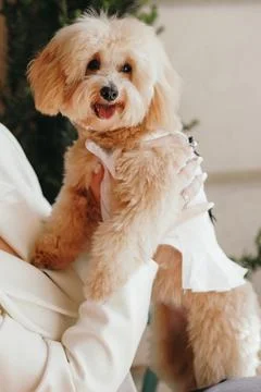 Cute, cheerful, ginger Cavapoo or Cockapoo being held in hands. A hybrid br.. Fotos de archivo
