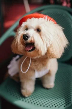 Cute, cheerful, ginger Cavapoo or Cockapoo dog sitting on a chair. A hybrid.. 스톡 사진