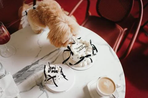Cute, cheerful, ginger Cavapoo or Cockapoo dog eating cake celebrating birt.. Stock Photos