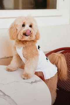 Cute, cheerful, ginger Cavapoo or Cockapoo dog sitting at the table. A hybr.. Stock Photos