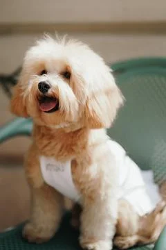Cute, cheerful, ginger Cavapoo or Cockapoo dog sitting on a chair. A hybrid.. 스톡 사진