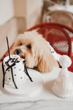 Cute, cheerful, ginger Cavapoo or Cockapoo dog eating cake celebrating birt.. Stock Photos