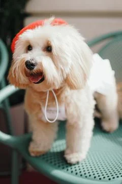 Cute, cheerful, ginger Cavapoo or Cockapoo dog sitting at the table. A hybr.. Stock Photos