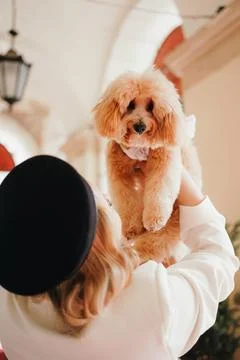 Cute, cheerful, ginger Cavapoo or Cockapoo being held in hands. A hybrid br.. 写真素材