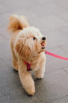 Cute, cheerful, ginger Cavapoo or Cockapoo running barking down the street... Stock Photos