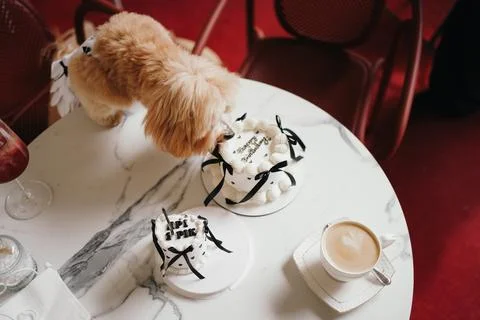 Cute, cheerful, ginger Cavapoo or Cockapoo dog eating cake celebrating birt.. Stock Photos