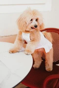 Cute, cheerful, ginger Cavapoo or Cockapoo dog sitting at the table. A hybr.. Stock Photos