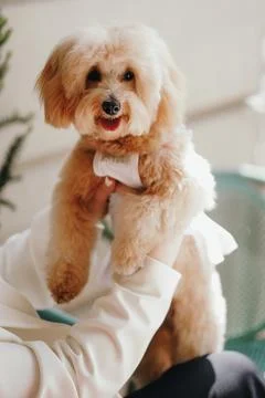 Cute, cheerful, ginger Cavapoo or Cockapoo being held in hands. A hybrid br.. Stock Photos