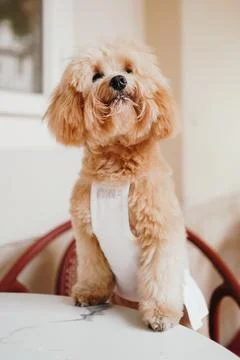 Cute, cheerful, ginger Cavapoo or Cockapoo dog sitting at the table. A hybrid Stock Photos