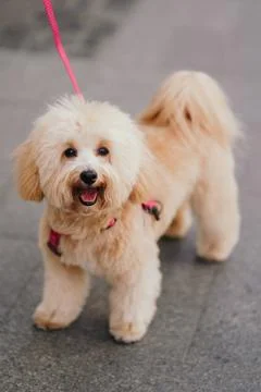 Cute, cheerful, ginger Cavapoo or Cockapoo running barking down the street. A Stock Photos