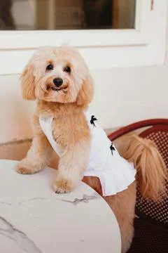 Cute, cheerful, ginger Cavapoo or Cockapoo dog sitting at the table. A hybrid Stock Photos