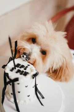 Cute, cheerful, ginger Cavapoo or Cockapoo dog eating cake celebrating birthd Stock Photos