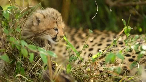 Cute Cheetah cub hiding from predators in the wild Masai Mara. Vídeo Stock 331296450