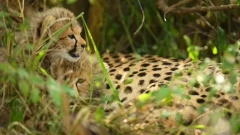 Cute Cheetah cubs hiding next to mum on a hot day in the wild. Vídeos de archivo 331296449