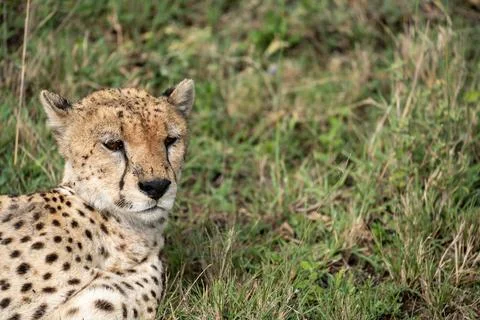 Cute cheetah looks to the side while in the grass in Serengeti National Par.. Stock Photos