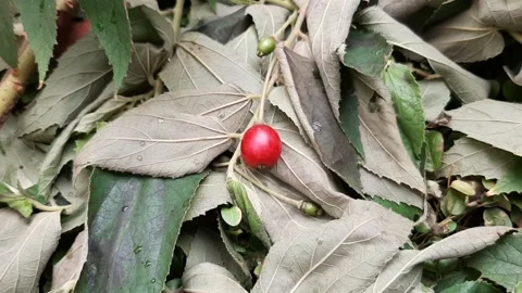 Cute Cherry Video stock 237523975