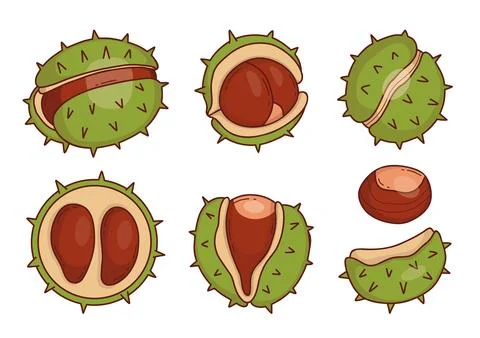 Cute Chestnut Collection With Whole, Open And Peeled Nuts In Spiky Green Hu.. Stock Illustration