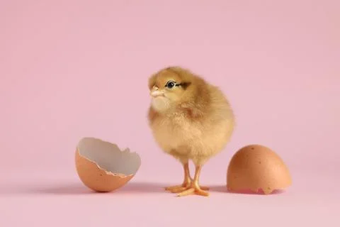 Cute chick and pieces of eggshell on pink background, closeup. Baby animal Stock Photos