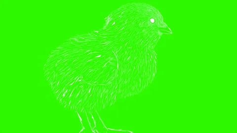 Cute chick animation Stock Footage 167205035