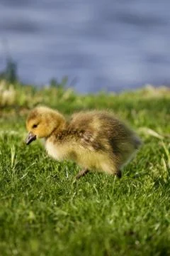 Cute chick background Stock Photos