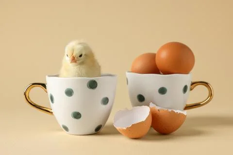 Cute chick with cups, eggs and pieces of shell on beige background, closeup.. Stock Photos