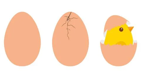 Cute chick hatching from egg vector illustration birth process sequence 库存插图