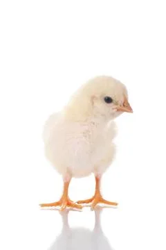Cute Chick Stock Photos