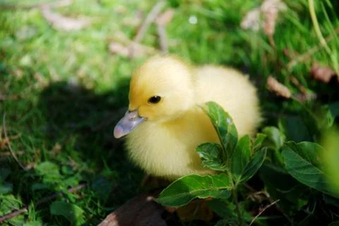 Cute chick Stock Photos