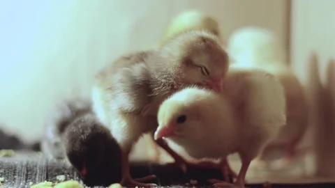 Cute Chick Sleeping After Eating Stock Footage 233858519