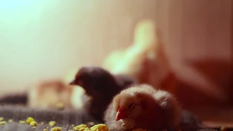 Cute Chick Sleeping After Eating Stock Footage 233858528