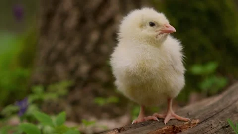 A cute chick stands on a log, showcasing its innocence and curiosity as it Stock Footage 306794137