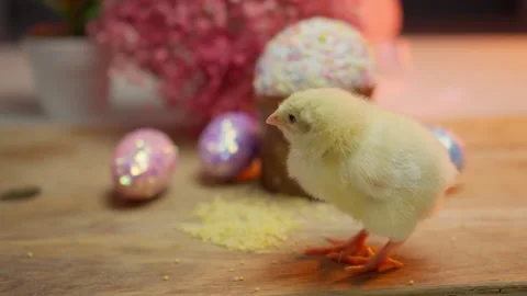 A cute chick surrounded by beautiful Easter decorations and colorful eggs Stock Footage 306501420