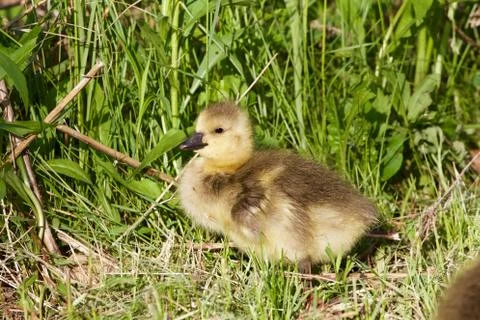 Cute chick is taking the sunbath Stock Photos