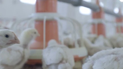 Cute chick walking and looking around, chicken farm Stock Footage 119419538