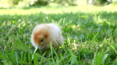 Cute chick walking on the grass Video stock 69088995