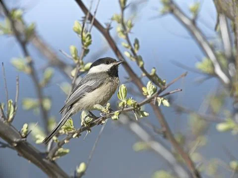 Cute chickadee on a branch. Stock Photos