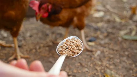 Cute chicken eats grain from a metal spoon. Slow motion. Close-up Stock Footage 126154257