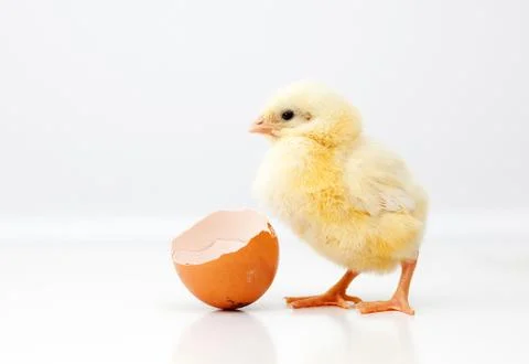 Cute chicken Stock Photos