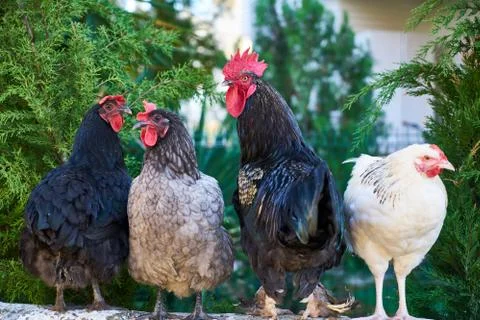 Cute Chicken Portrait Stock Photos