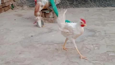 Cute Chickens With Beautiful Faces and Charming Expressions Stock Footage 346339095