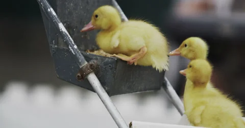 Cute Chicks 1 Stock Footage 27543643