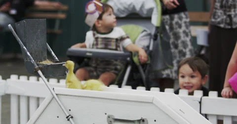 Cute Chicks 2 Stock Footage 27549074