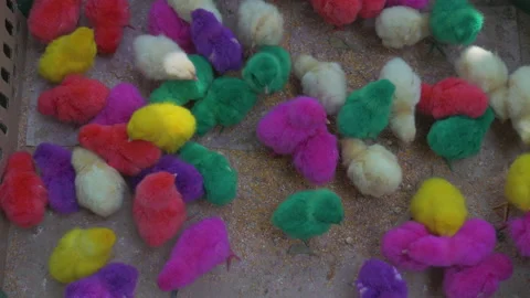 Cute chicks of all colors play in a box at the market, in Indonesia Stock Footage 222900666