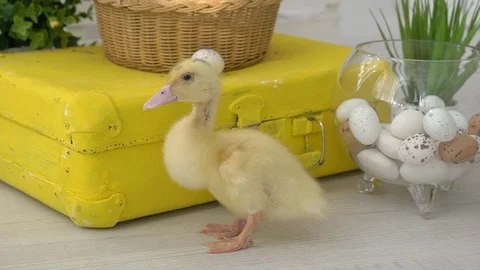 Cute Chicks In Bucket Stock Footage 102147631