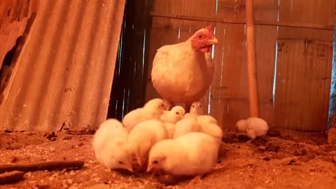 Cute chicks don't want to be away from their mother Stock Footage 218090225