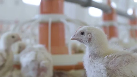 Cute chicks eat, rack focus, chicken farm Stock Footage 119419673