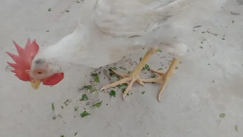Cute Chicks Eating Breakfast and Pecking at Food on the Ground Vídeos de archivo 347488986